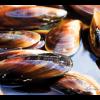 Honey Mussel 2