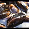 Honey Mussel 1