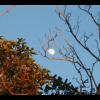 Arbutus moon.jpg