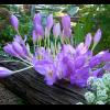 Colchicum autumnale  (False Autumn Crocus ).jpg