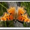 Polygonia_gracilis_zephyrus_Ditch_Camp_White_Mtns_Apache_Co_AZ_USA_12-VII-07_1.jpg