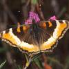 Milbert's Tortoiseshell