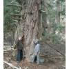 Ecoreserve - Al and Gordon looking at a giant Douglas fir