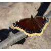 Mourning Cloak (Nymphalis antiopa)