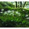 Fawn Lilies at Osland Nature Reserve