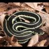 garter_snake.JPG