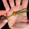 Herring Eggs on Eel Grass