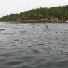 Pacific White Sided Dolphins in False Bay