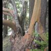 old growth arbutus .jpg