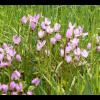 Shooting Stars at Cowichan Garry Oak Reserve - May 2011