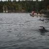 Pacific White Sided Dolphins in False Bay