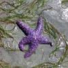 Lasqueti Starfish