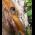 arbutus horse head.jpg