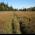 jedidiah_field.jpg