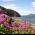 wild_flowers.JPG