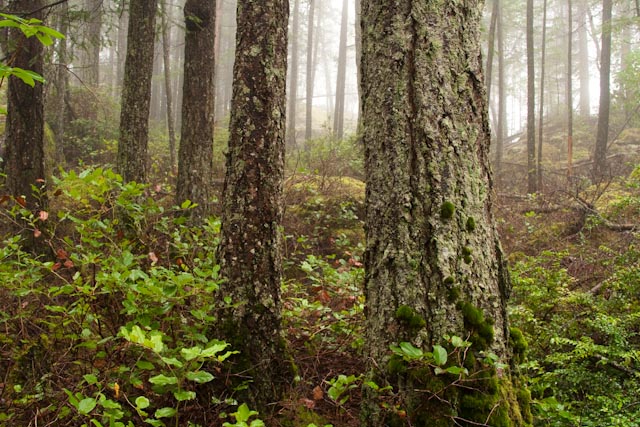 Top of a misty mountain, Elderberry